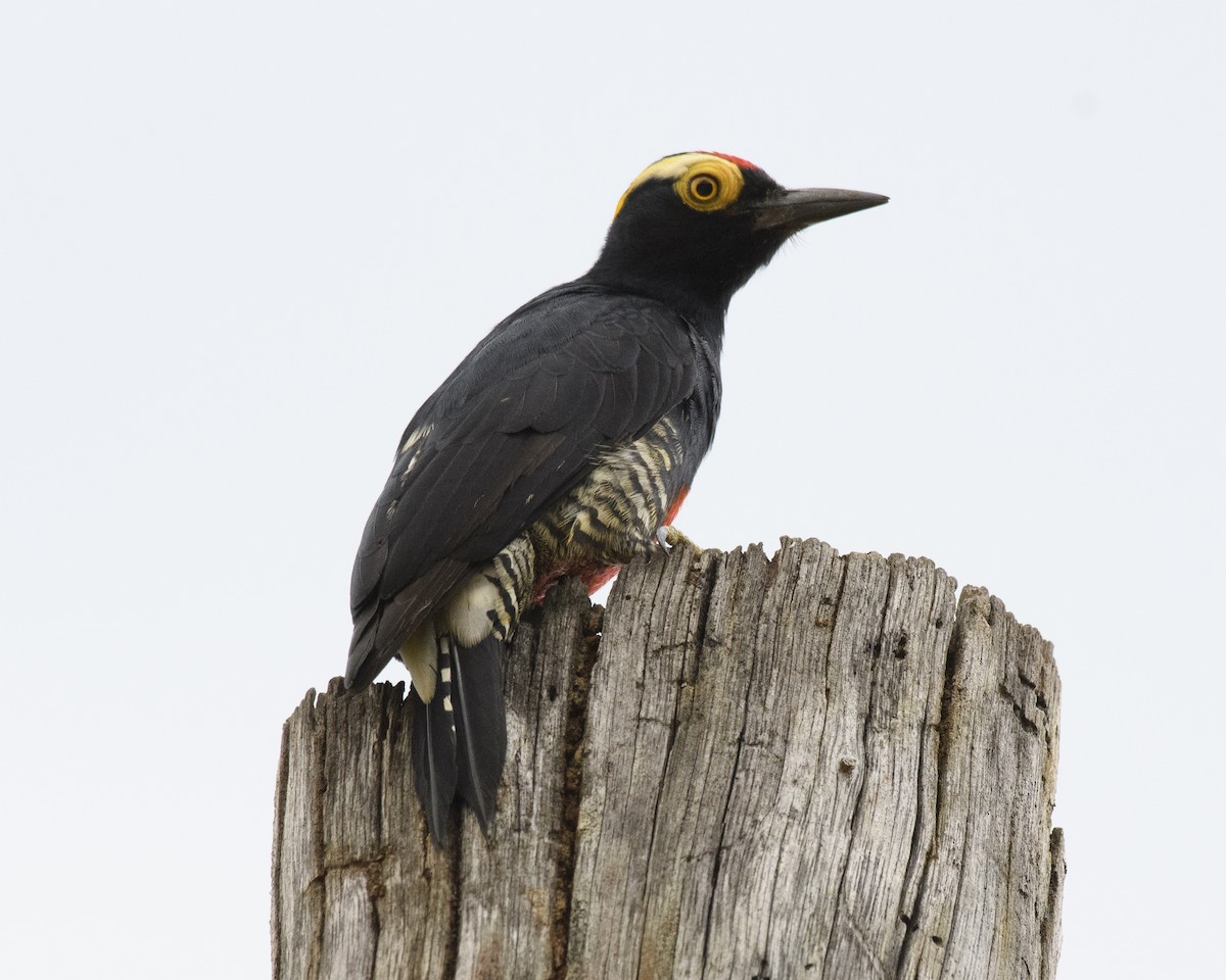 Yellow-tufted Woodpecker - Anthony Kaduck