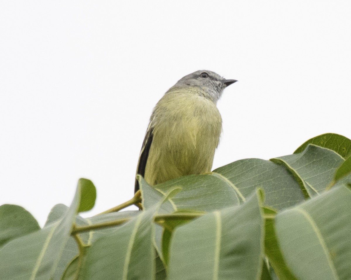 Yellow-crowned Tyrannulet - Anthony Kaduck