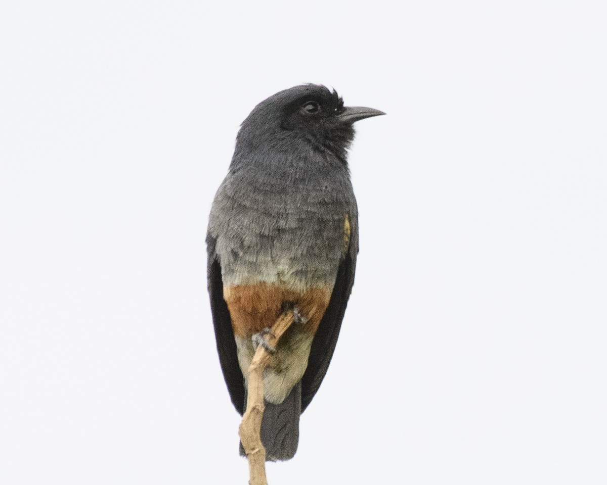 Swallow-winged Puffbird - Anthony Kaduck