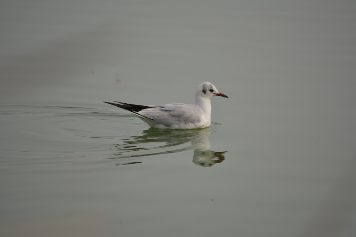 Mouette rieuse - ML216542151