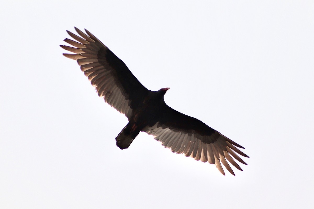 Turkey Vulture - ML216544231
