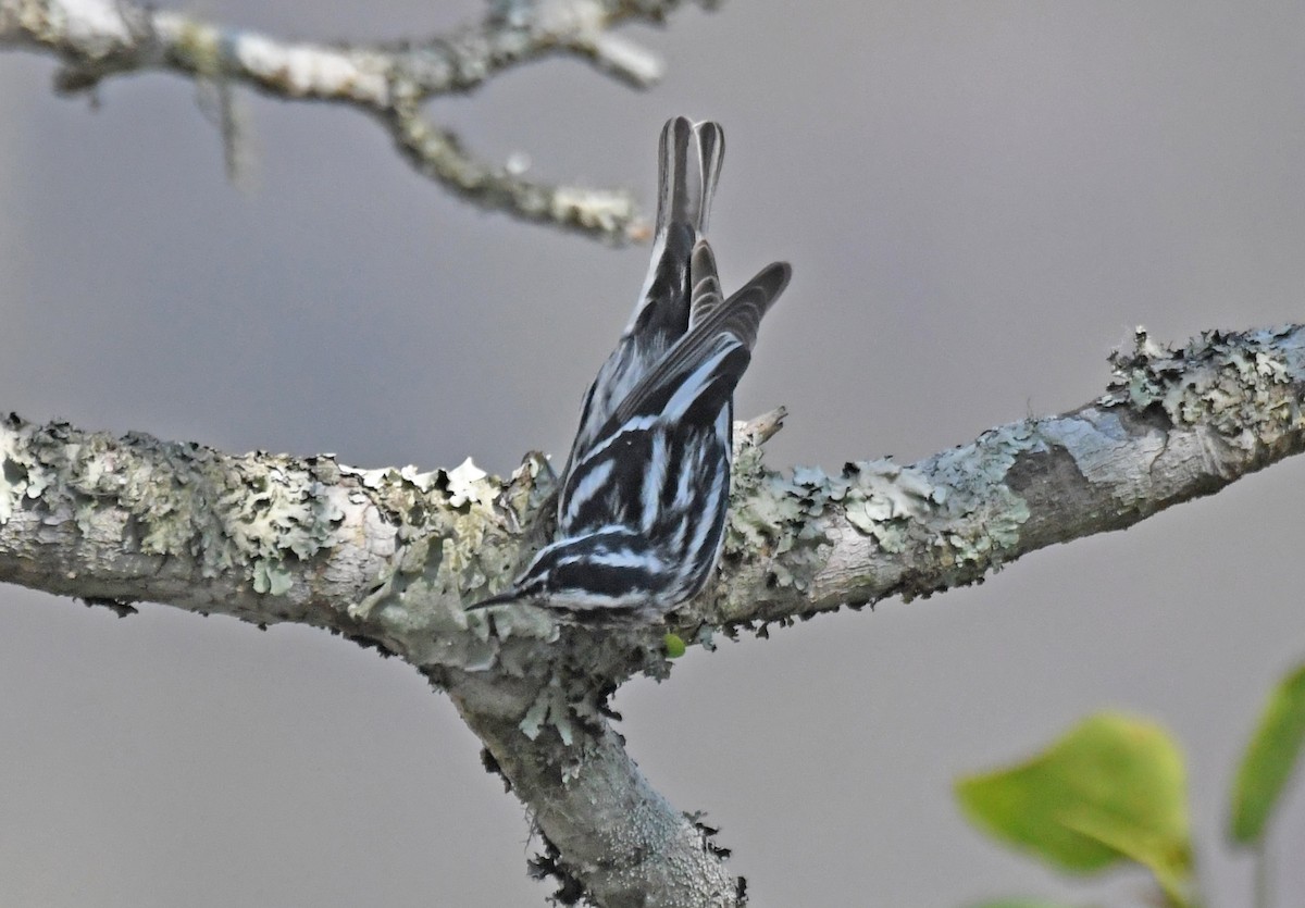 Black-and-white Warbler - ML216544521