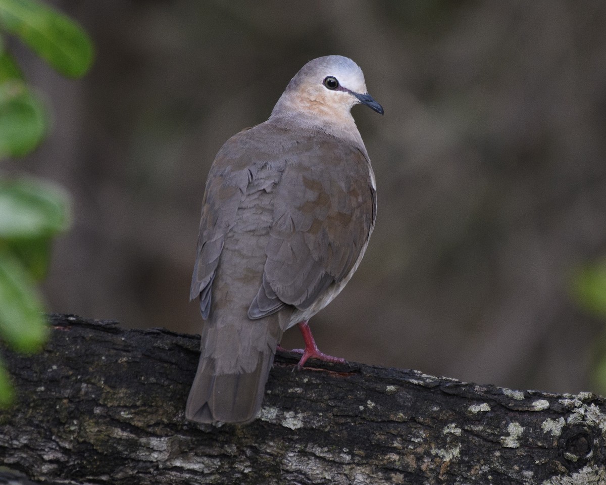 Gray-fronted Dove - Anthony Kaduck