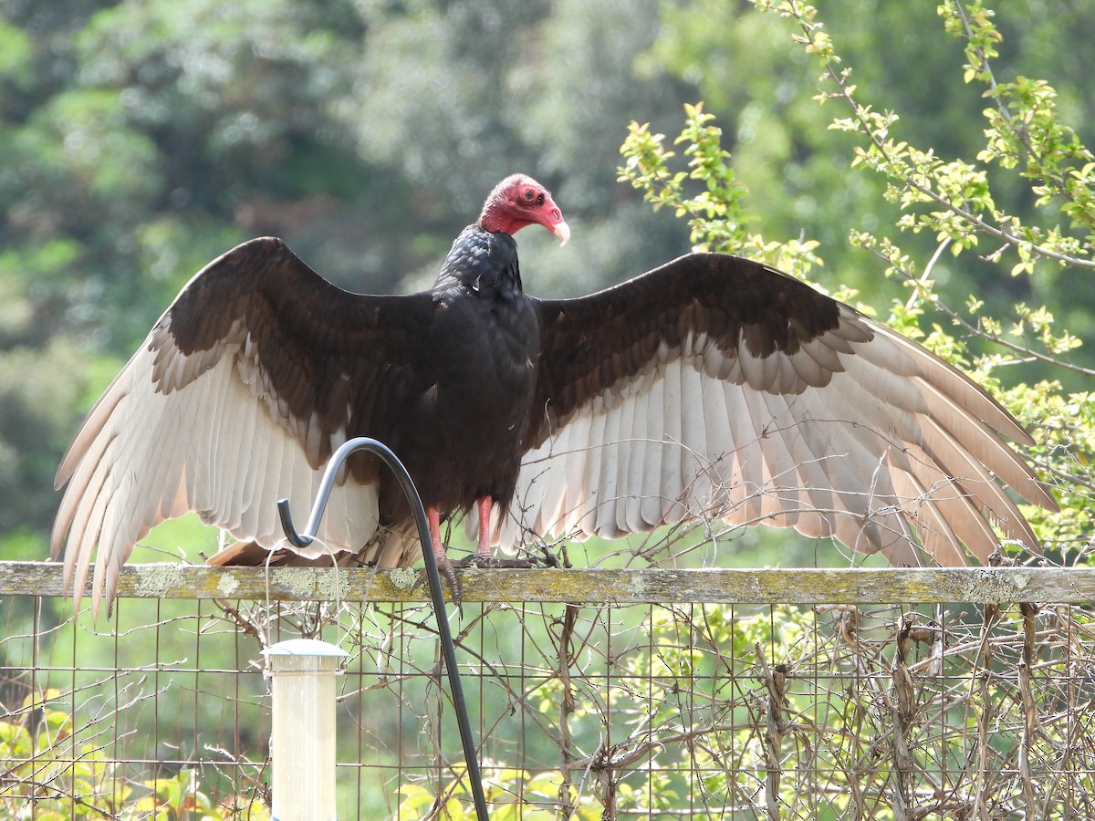 Turkey Vulture - Ananth Ramaswamy