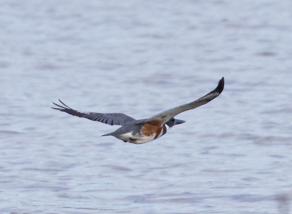 Belted Kingfisher - ML21655471