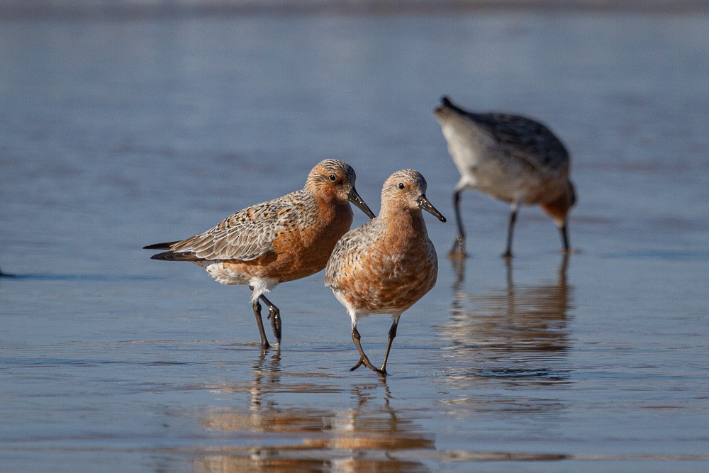 Red Knot - ML216559291