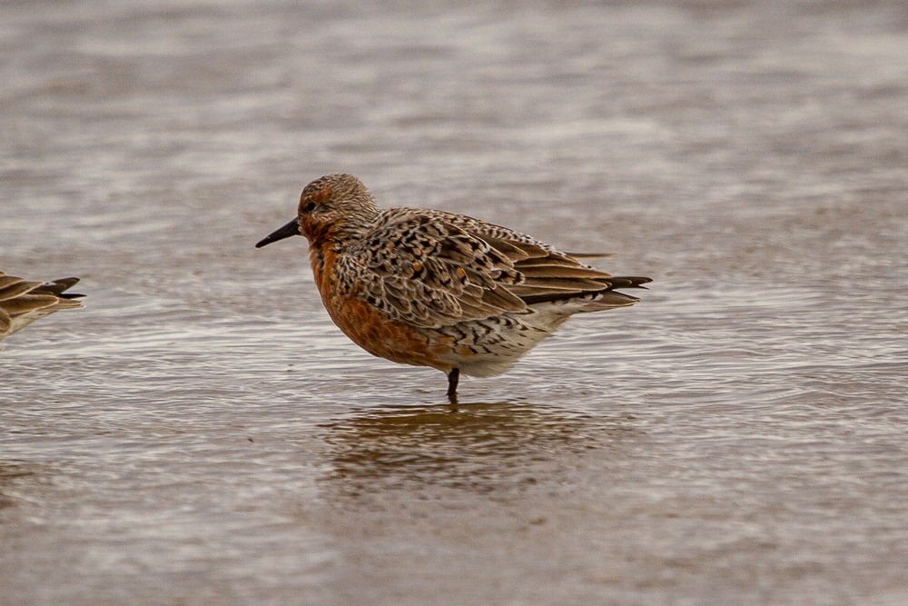 Red Knot - ML216559311