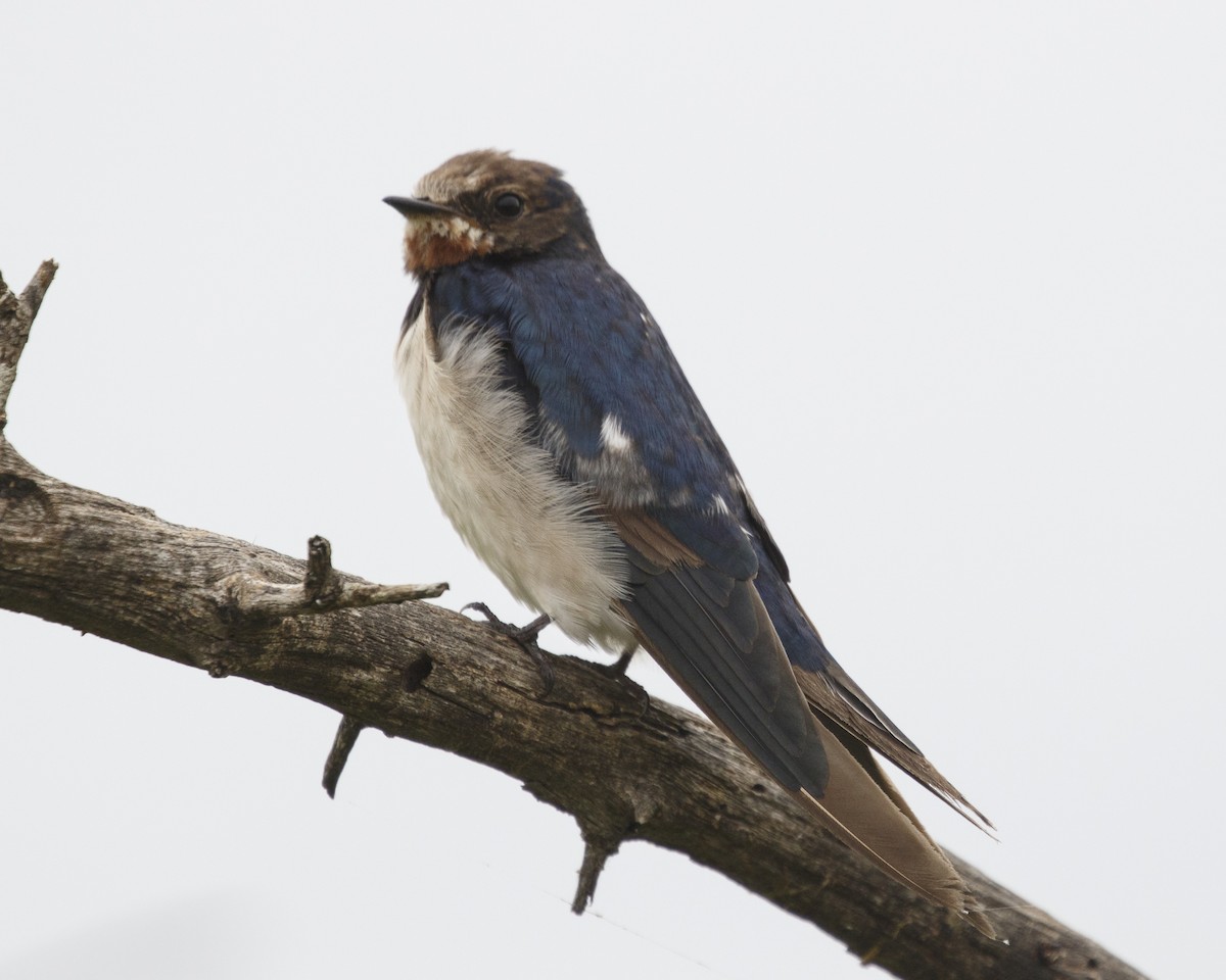 Barn Swallow (White-bellied) - ML216564551