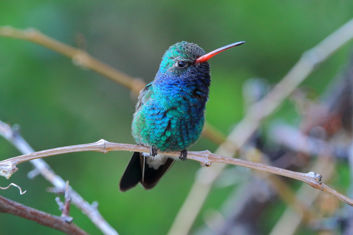Broad-billed Hummingbird - Spencer Follett