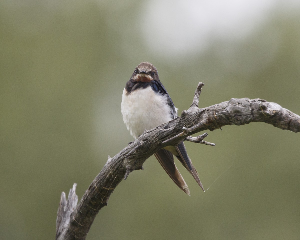Barn Swallow (White-bellied) - Silvia Faustino Linhares