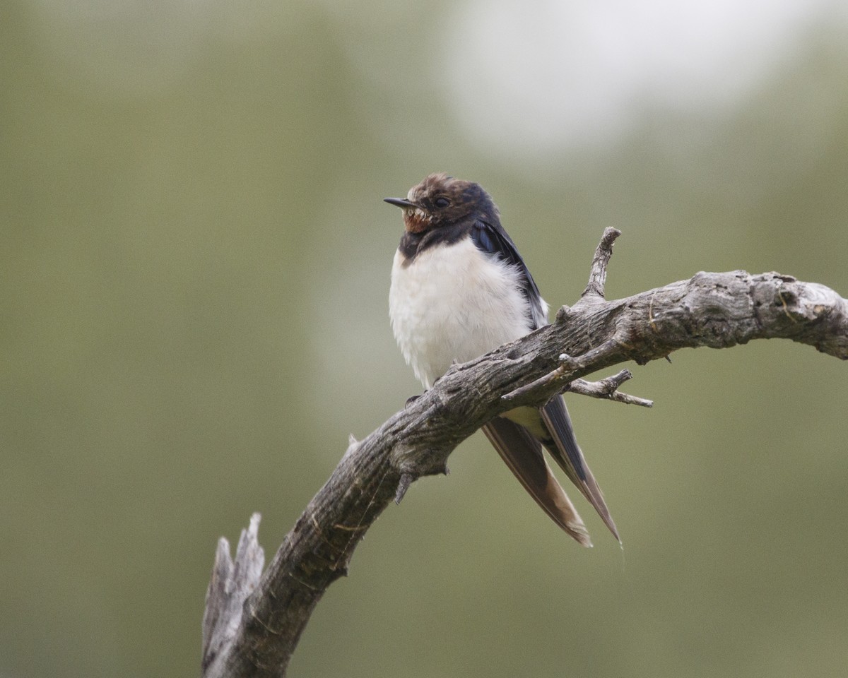 Barn Swallow (White-bellied) - ML216564691