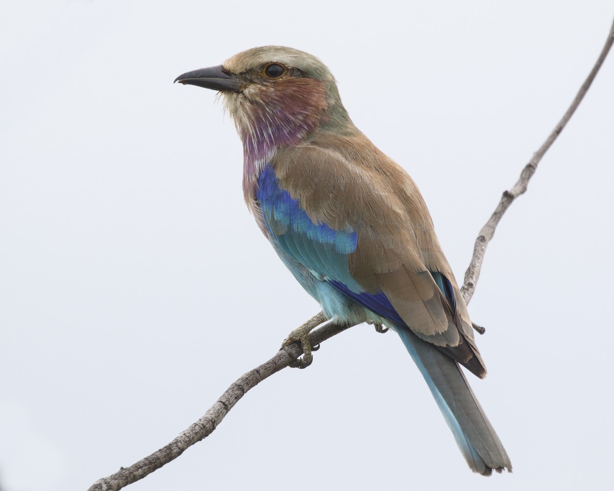 Lilac-breasted Roller - ML216565101