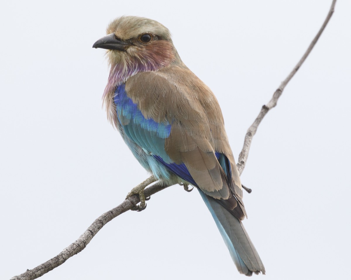 Lilac-breasted Roller - ML216565231