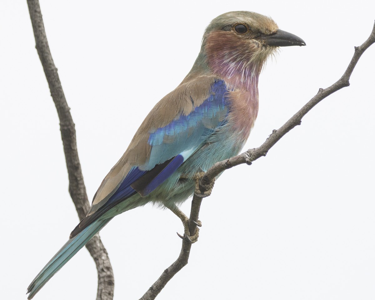 Lilac-breasted Roller - ML216565291