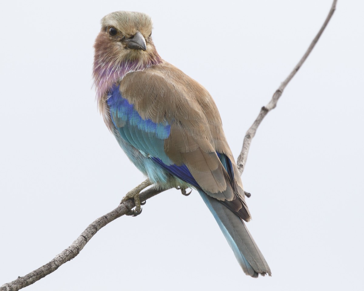 Lilac-breasted Roller - ML216565321