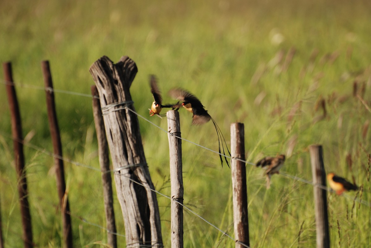 Shaft-tailed Whydah - Geoffrey Palmer