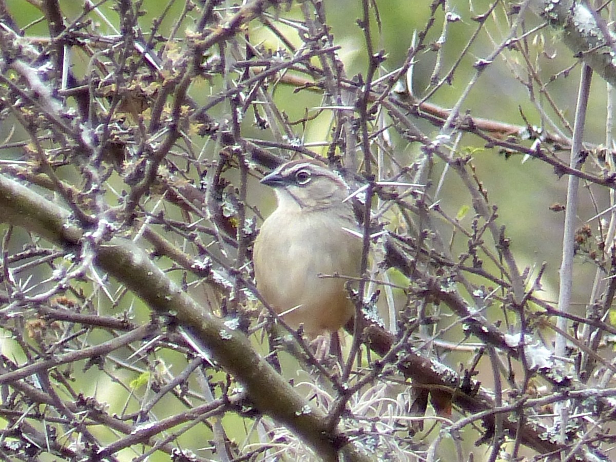 Oaxaca Sparrow - ML216565971