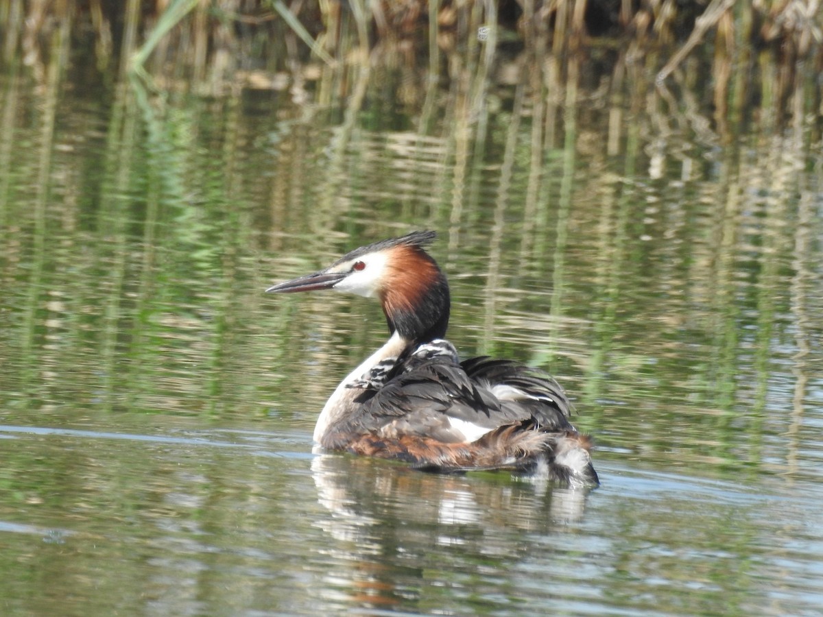 Great Crested Grebe - ML216567861