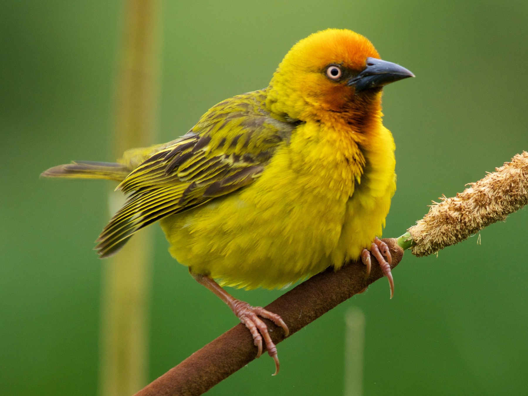 Cape Weaver Ebird