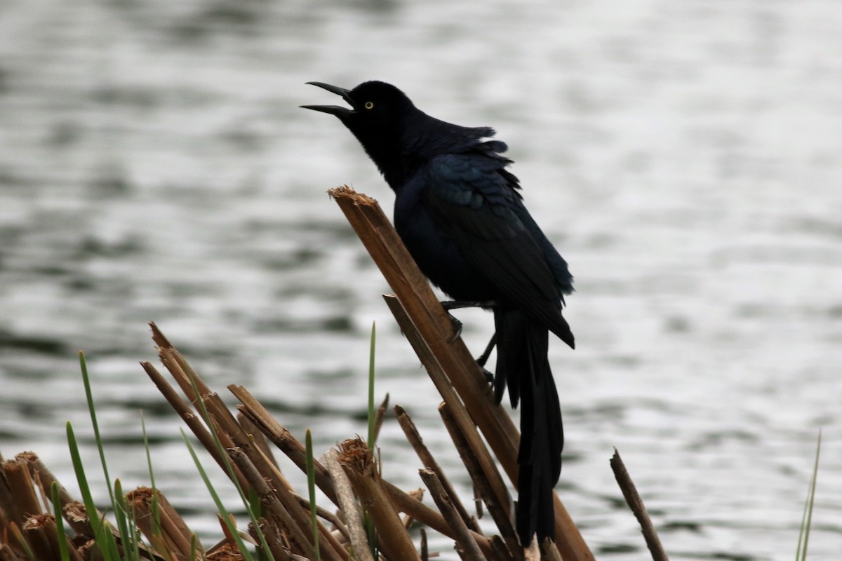 Great-tailed Grackle - ML216569281