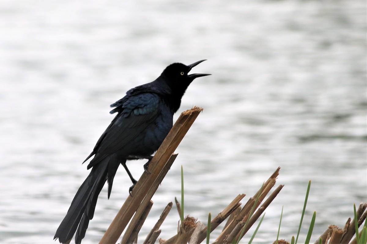 Great-tailed Grackle - ML216569341