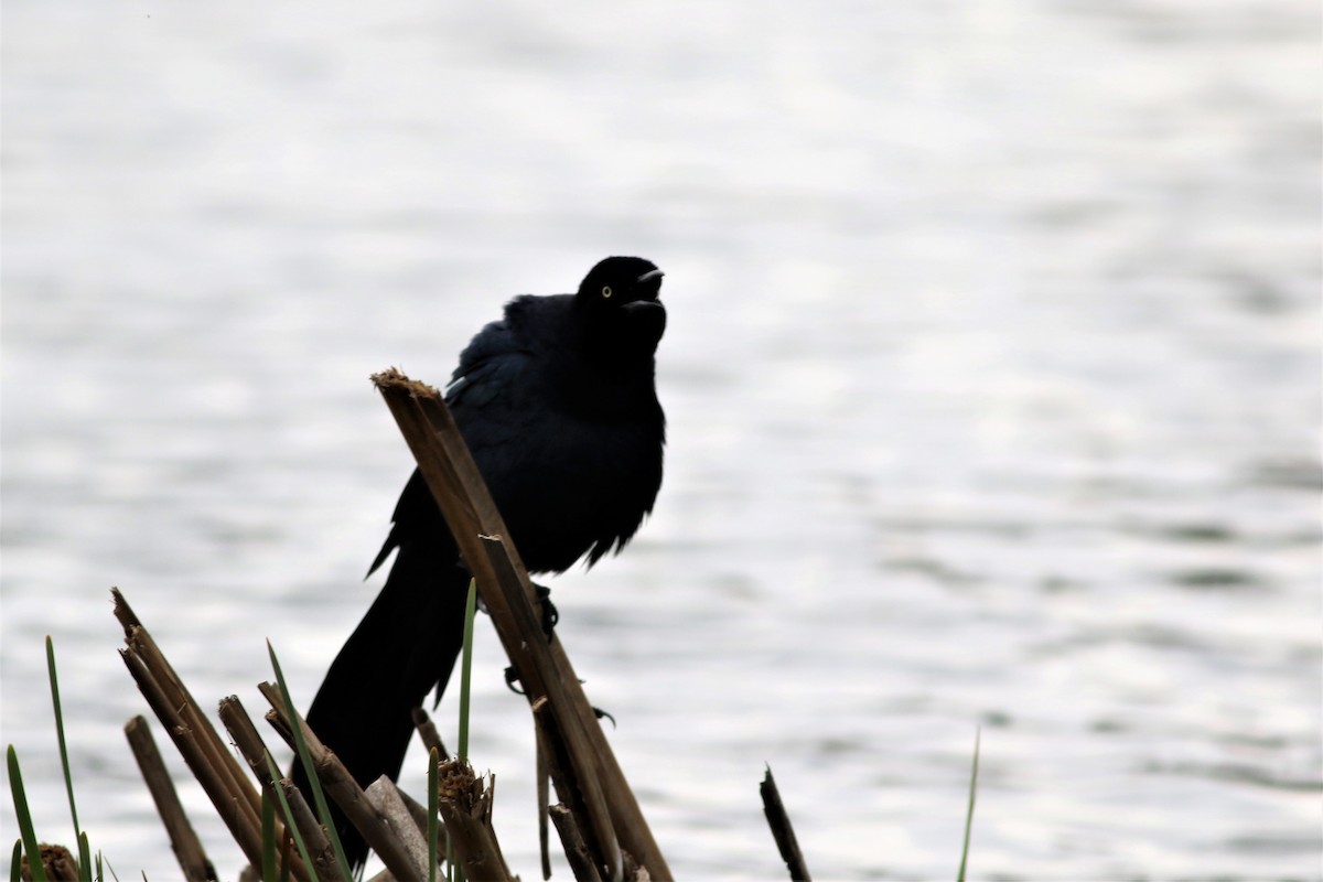 Great-tailed Grackle - ML216569401