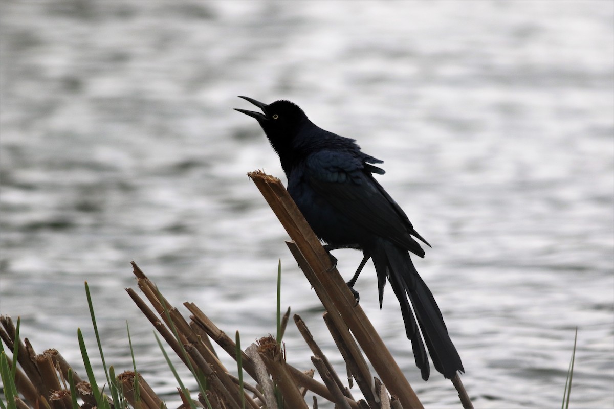 Great-tailed Grackle - ML216569491