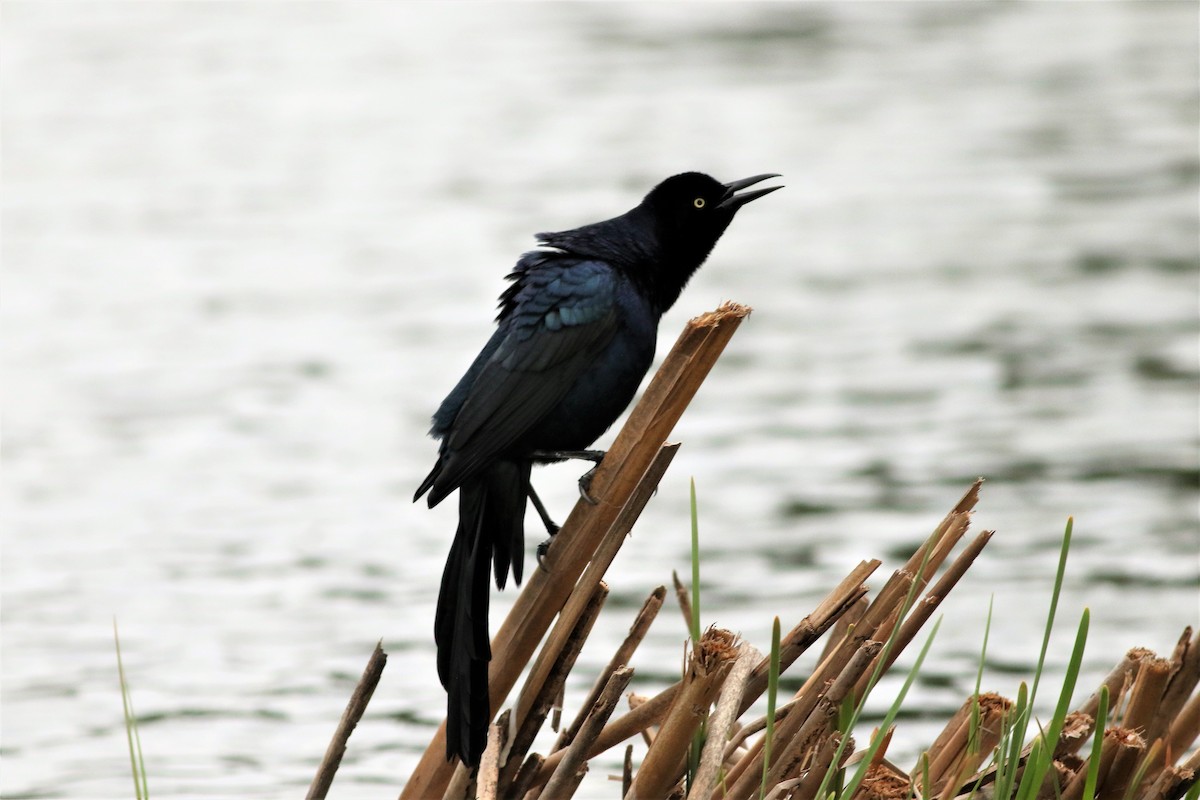 Great-tailed Grackle - ML216569551
