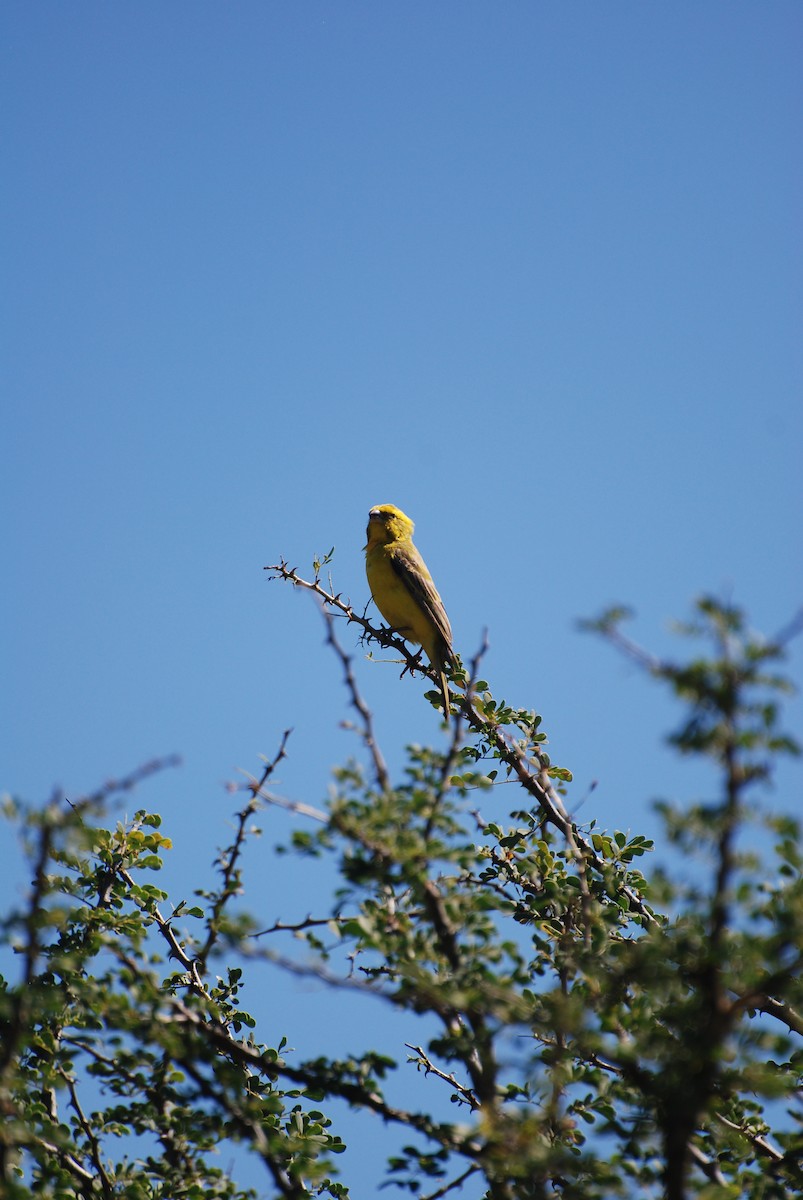 Yellow Canary - ML216569801