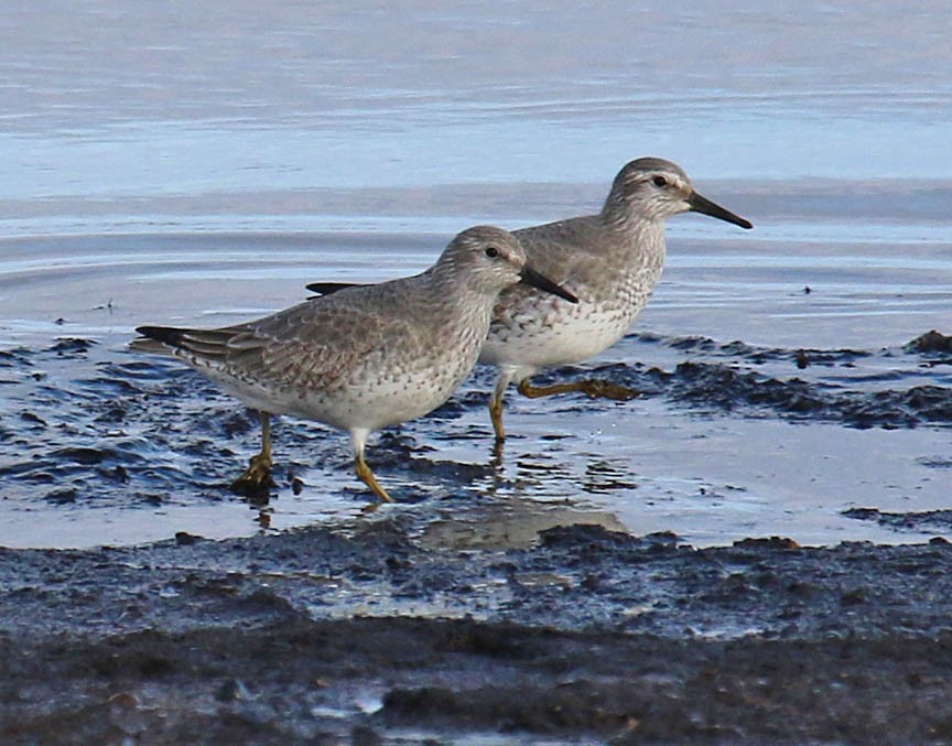 Red Knot - ML21656981