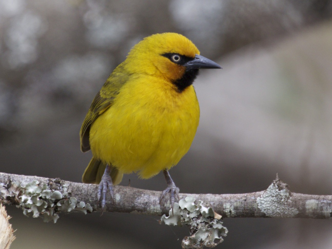 Spectacled Weaver - Michelle Martin