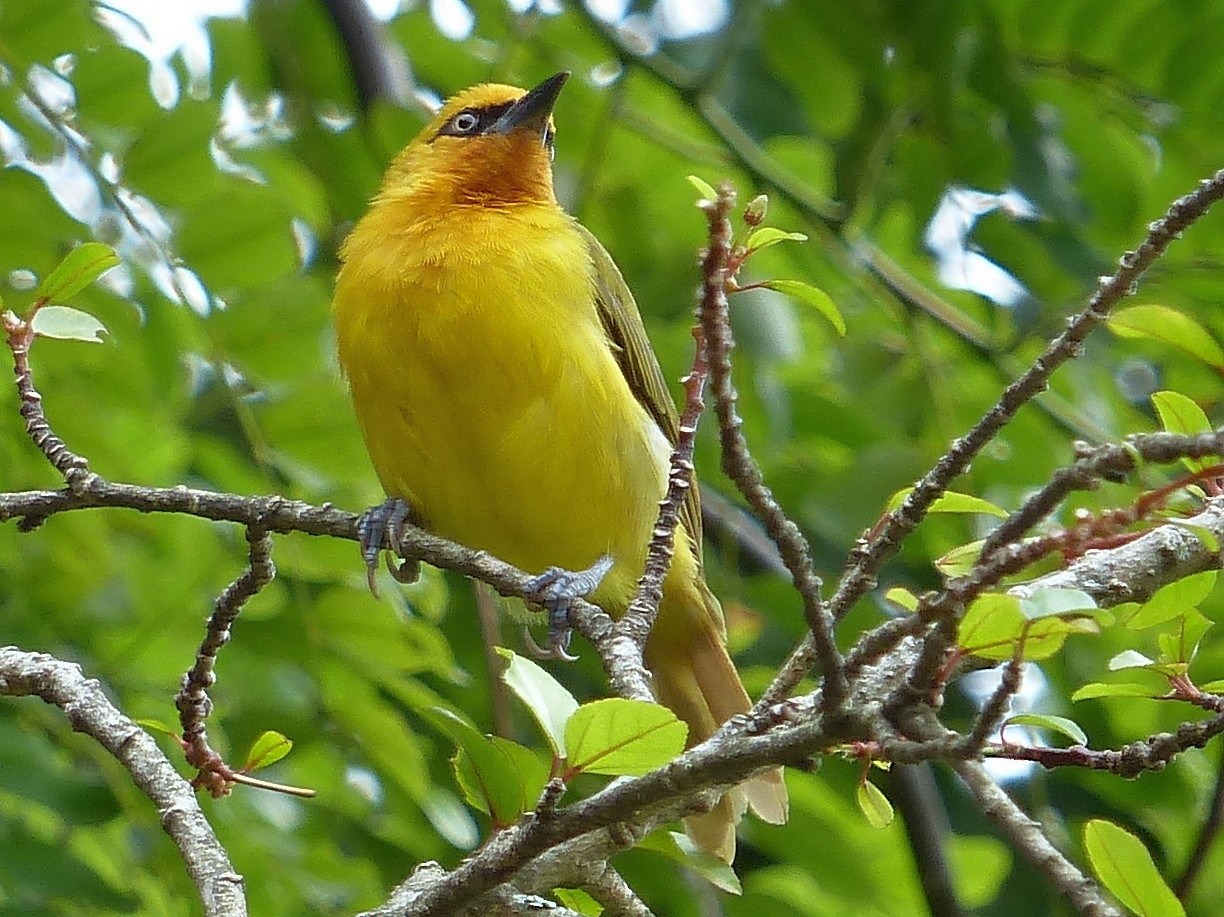 Spectacled Weaver - Stéphane  Thomin
