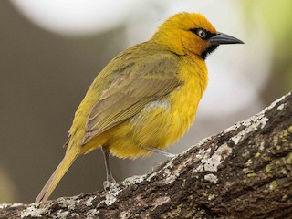  - Spectacled Weaver