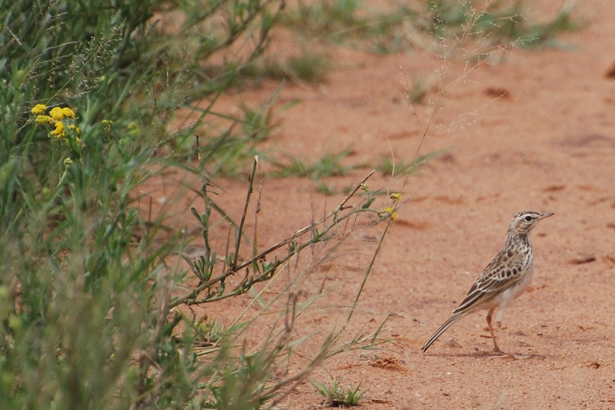 African Pipit - ML216572171