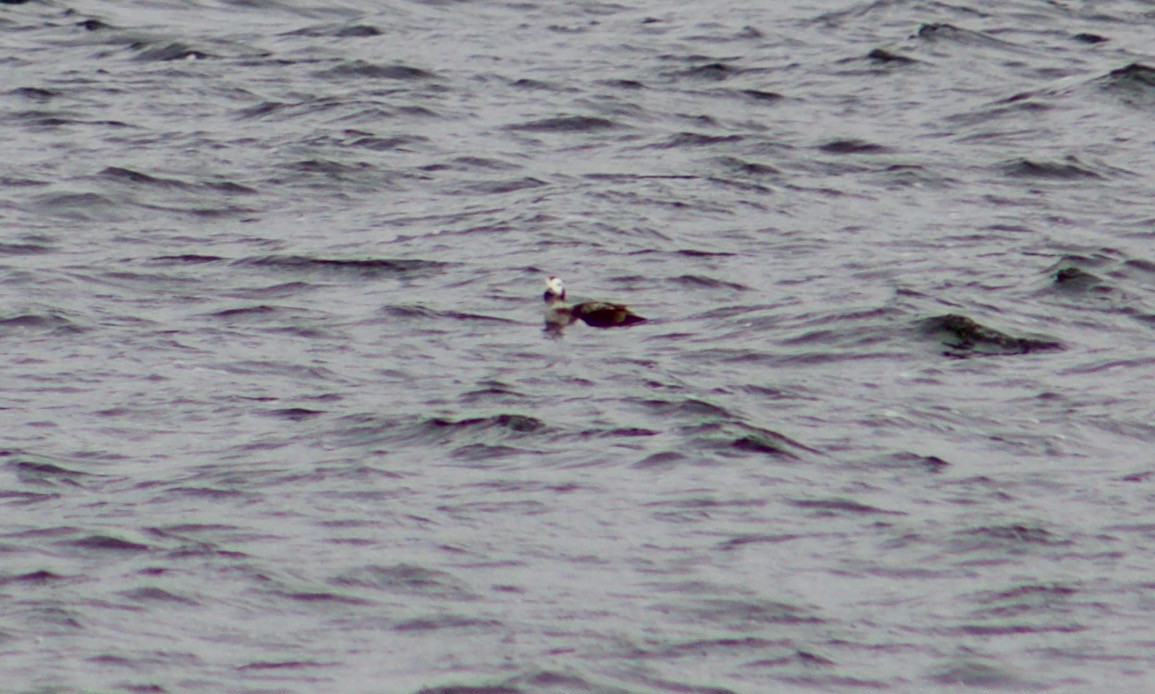 Long-tailed Duck - ML216572291
