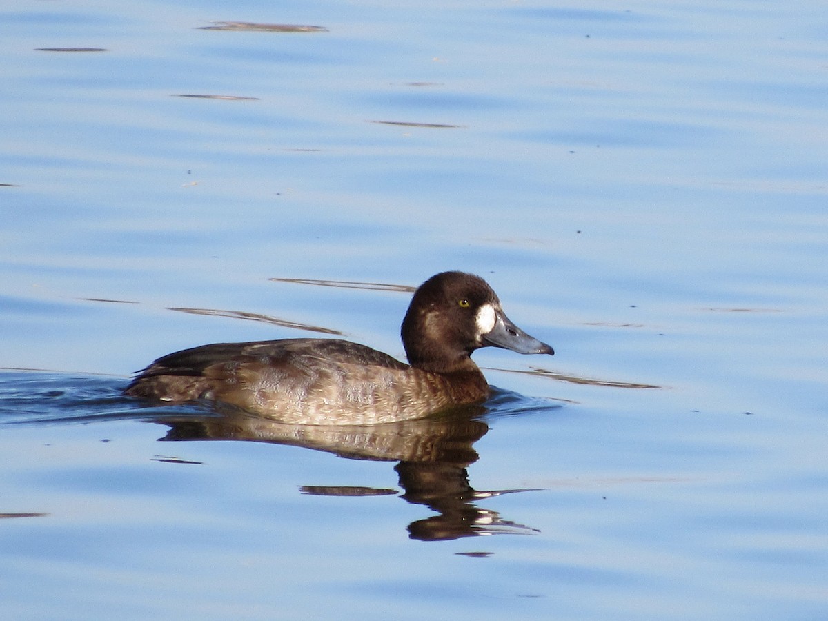 Greater Scaup - Vincent O'Brien