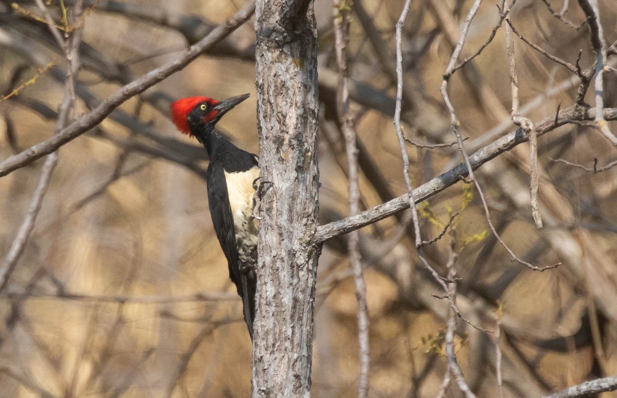 White-bellied Woodpecker - Doug Gochfeld