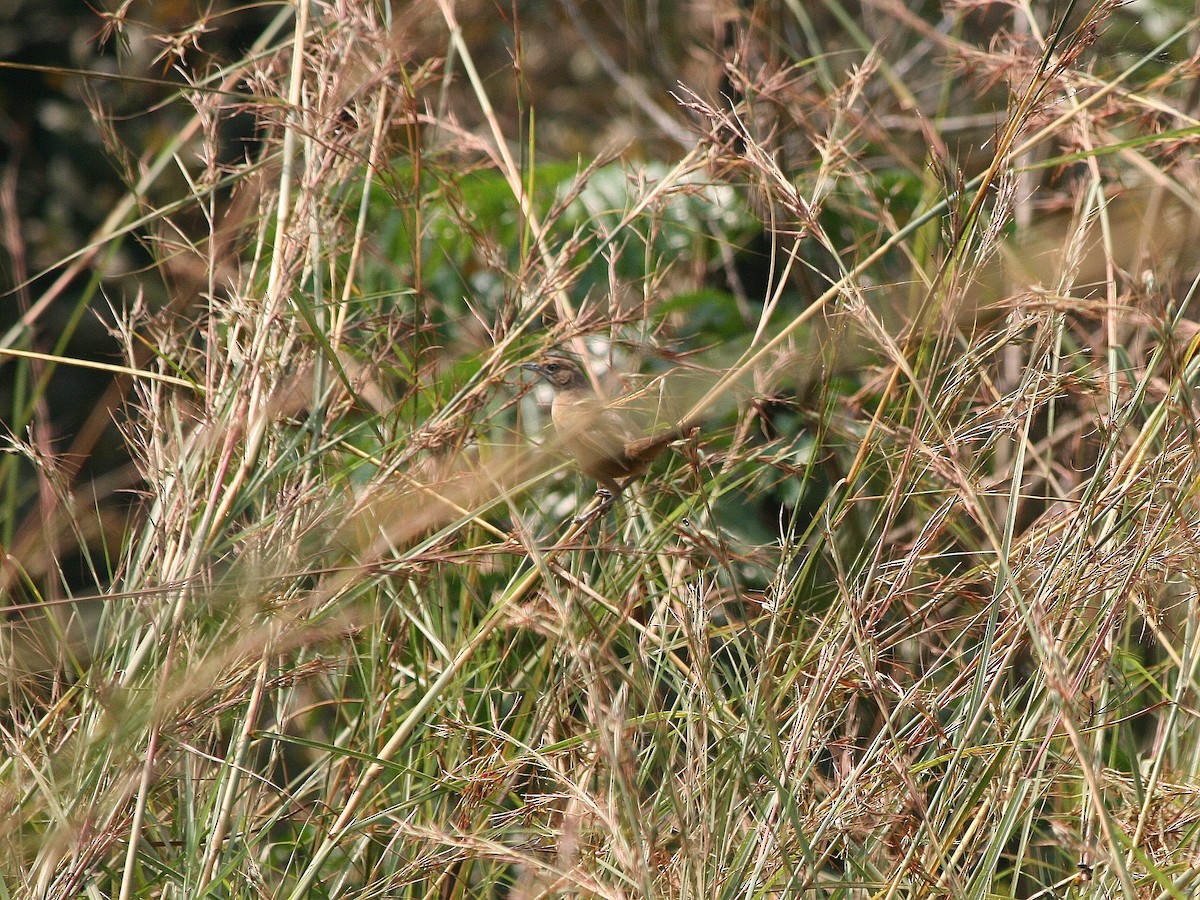 Moustached Grass-Warbler - ML216577321