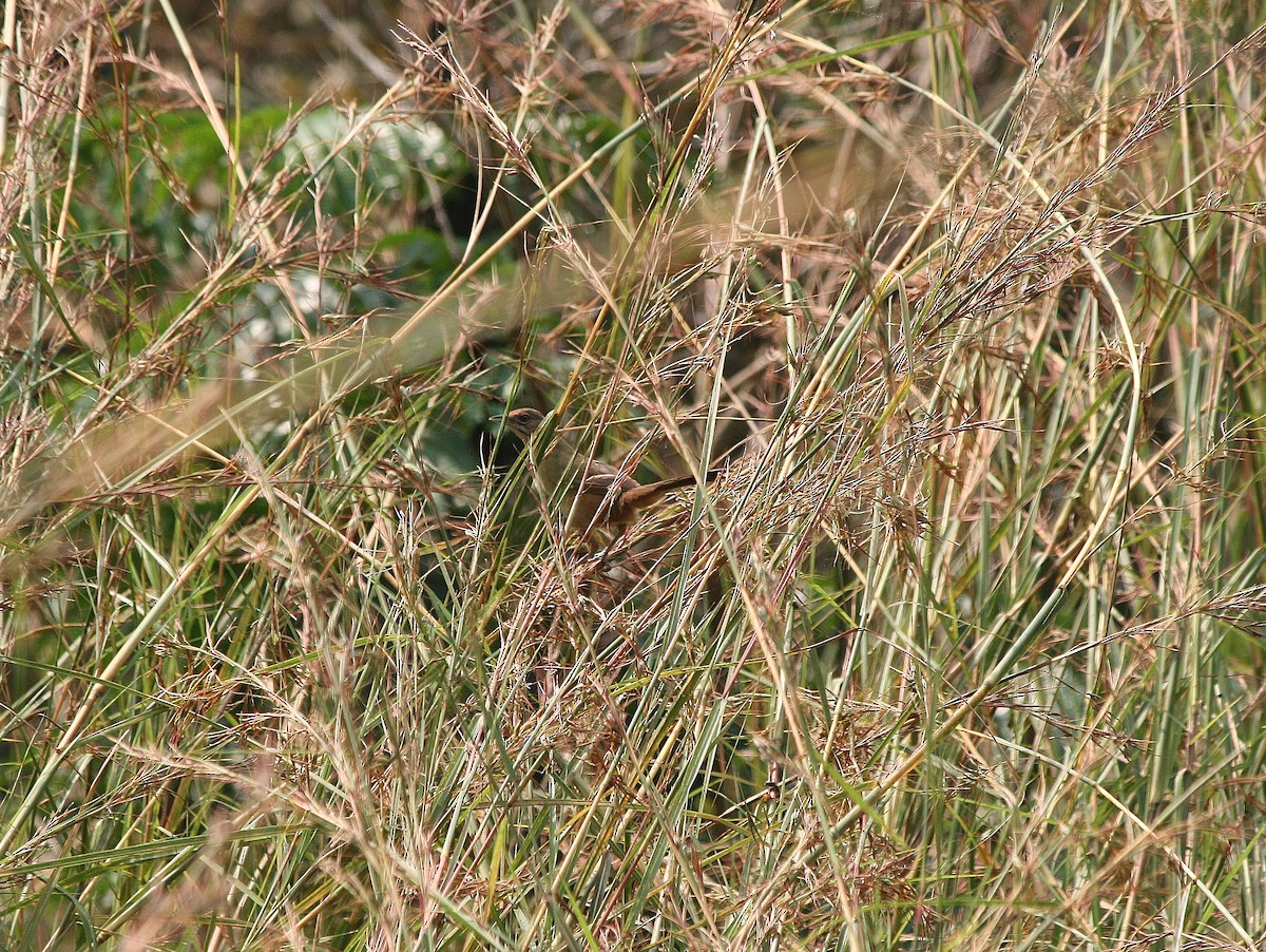 Moustached Grass-Warbler - ML216577501