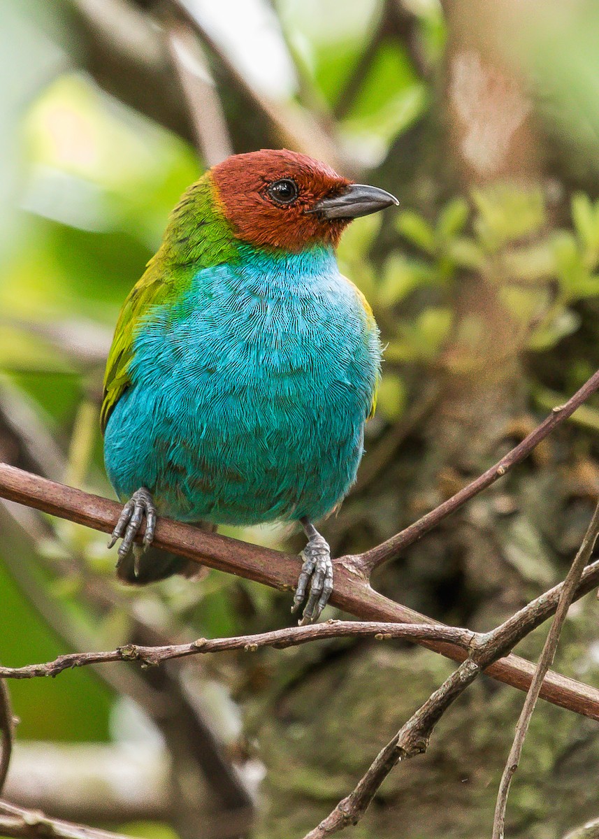 Bay-headed Tanager - ML216580871