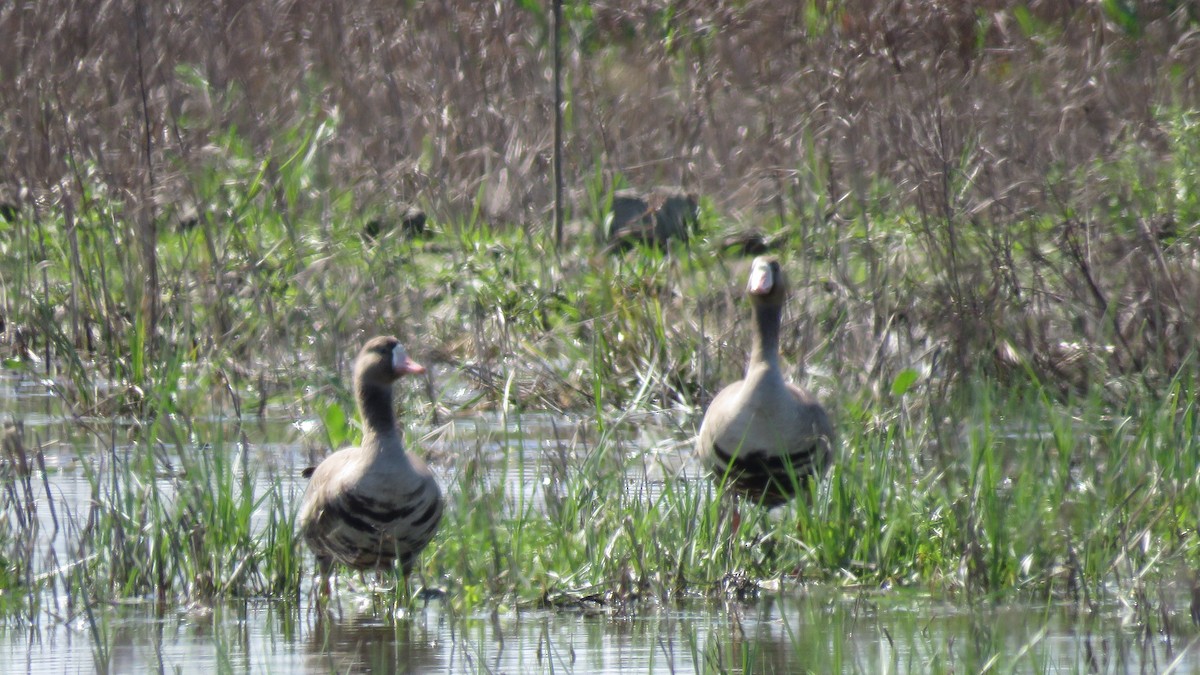 Greater White-fronted Goose - ML216587271