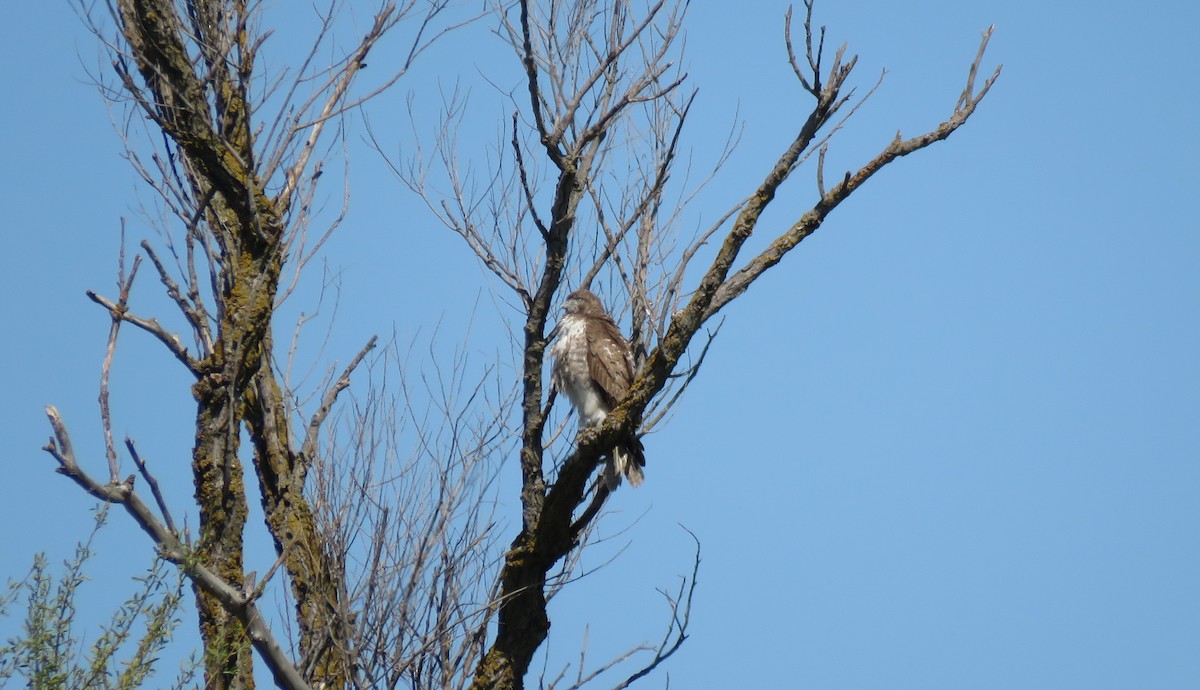 Red-tailed Hawk - ML216587441