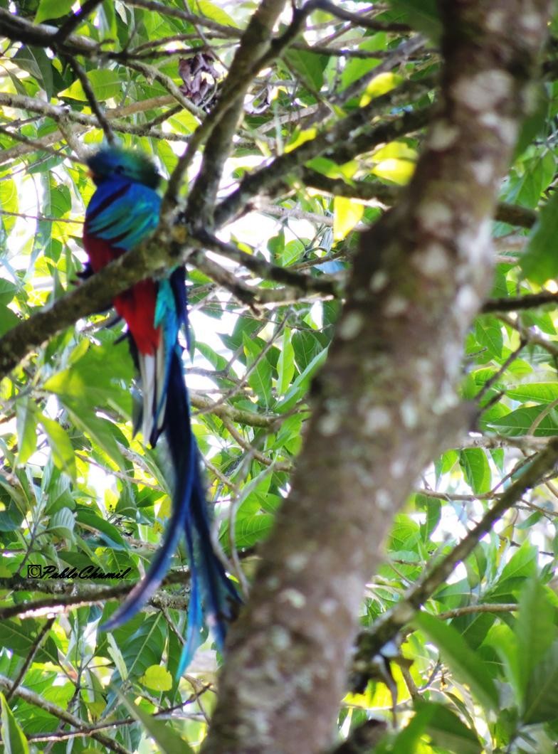 Resplendent Quetzal (Guatemalan) - Pablo Chumil Birding Guatemala