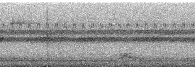 Ohrennachtschwalbe - ML216591