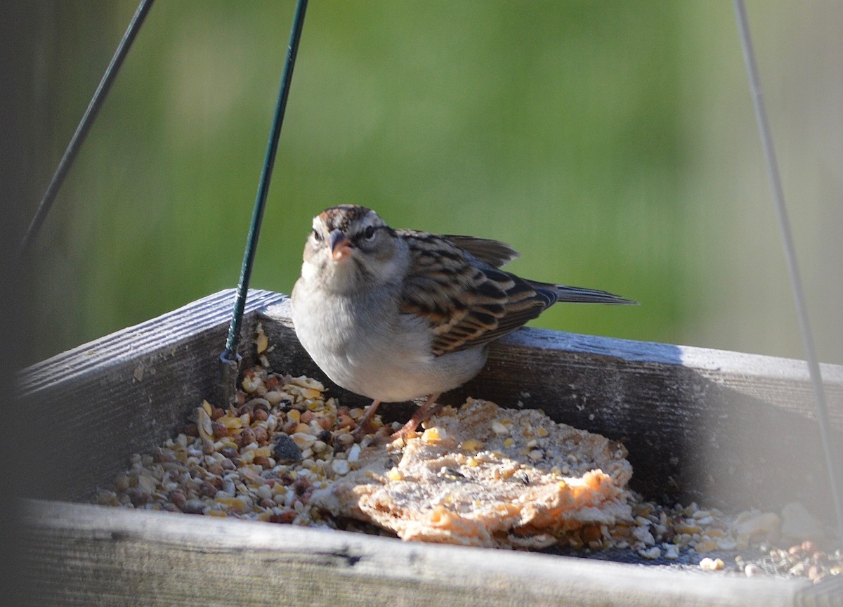 Chipping Sparrow - ML21659101