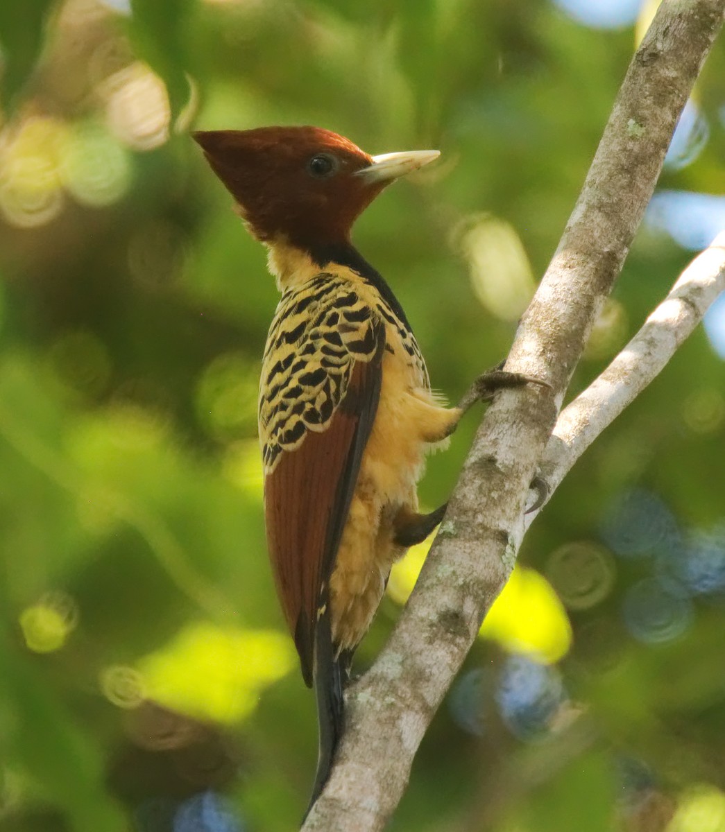 Kaempfer's Woodpecker - ML216591591