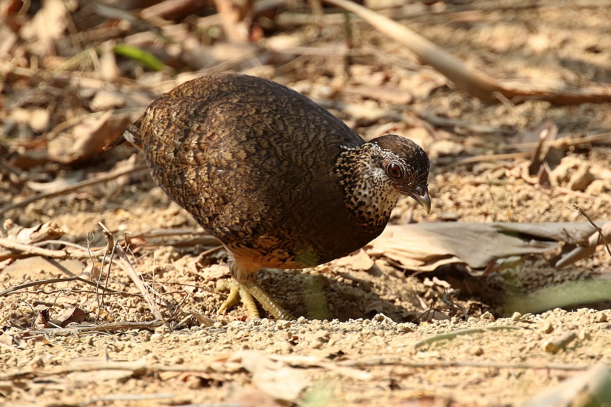 Scaly-breasted Partridge (Green-legged) - Laval Roy