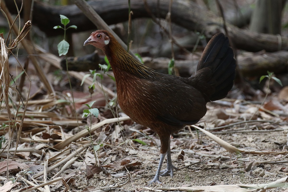 Red Junglefowl - Laval Roy