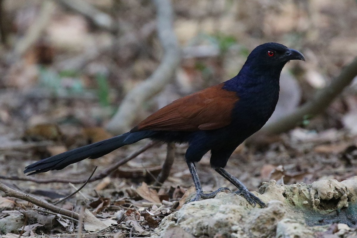 Greater Coucal (Greater) - ML216592981