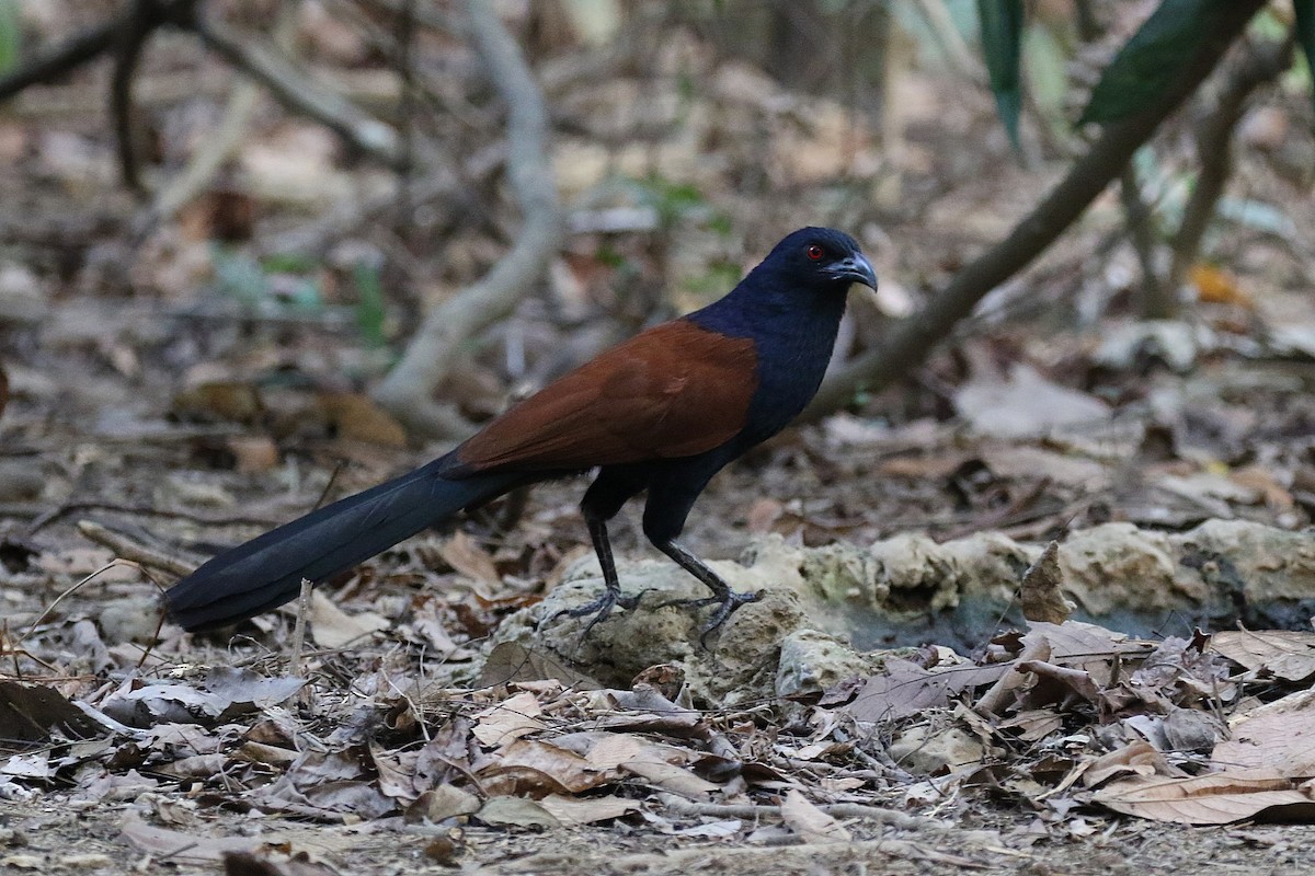 Grand Coucal (groupe sinensis) - ML216592991